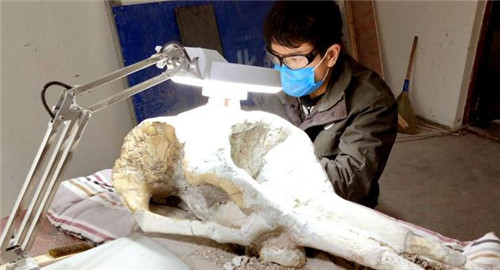 007 化石修复.jpg